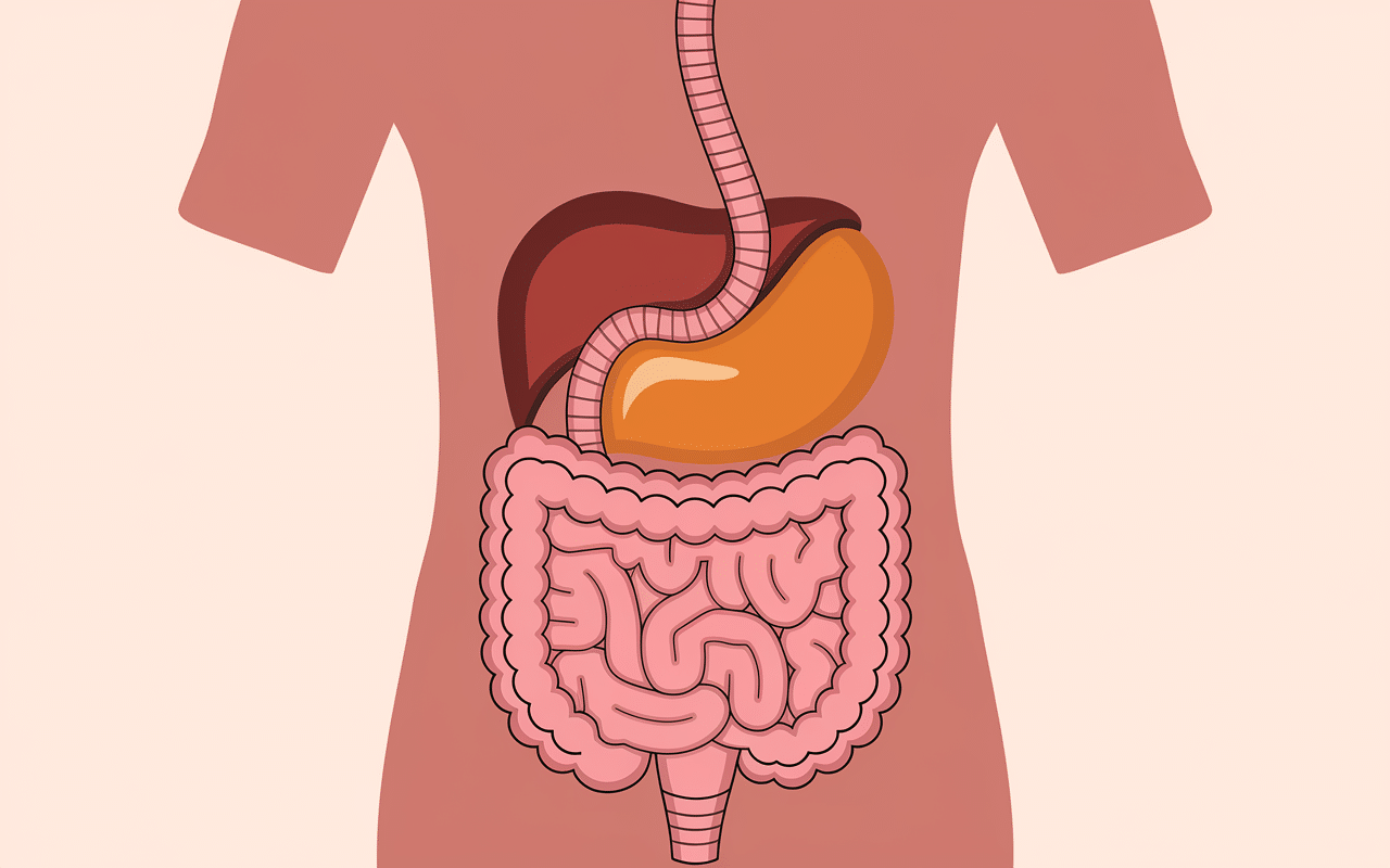 Schema eliminer les graisse du ventre abdomen