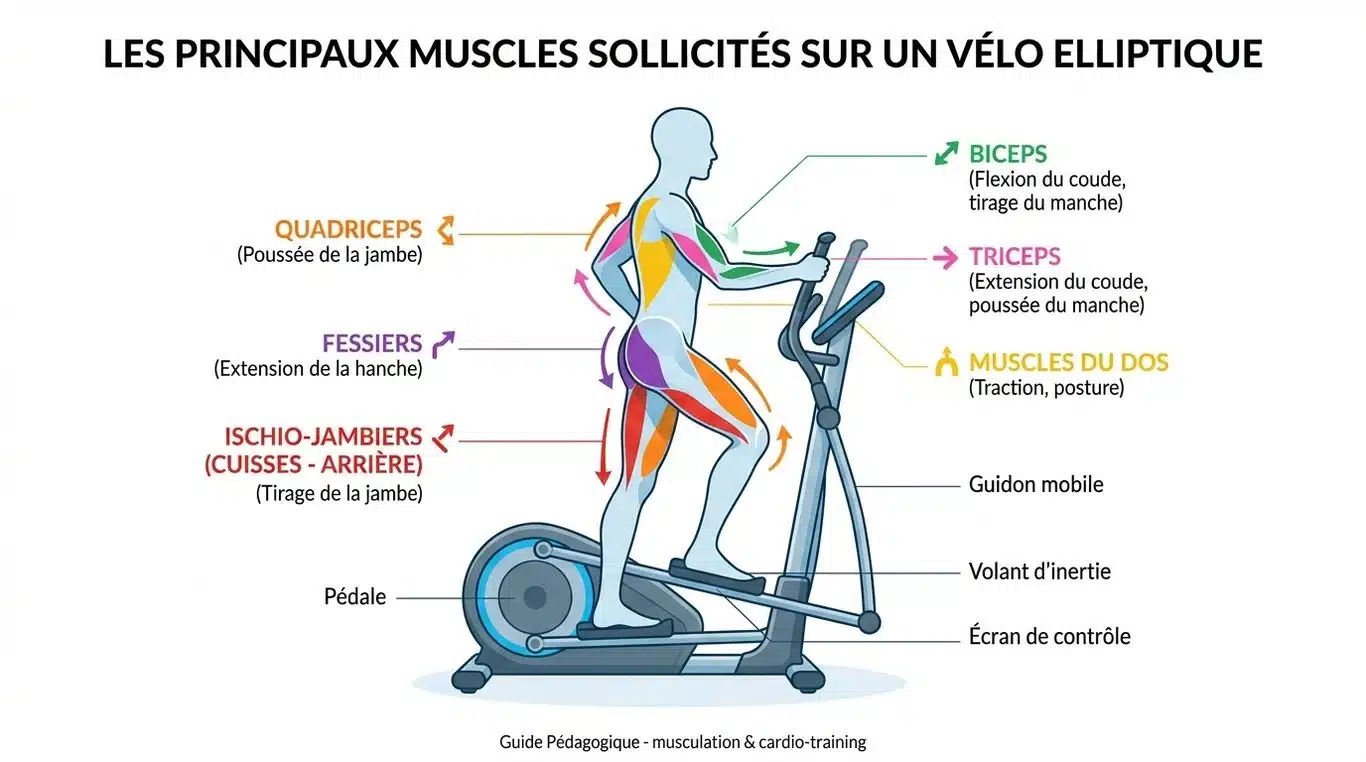 Infographie des muscles sollicités par le vélo elliptique