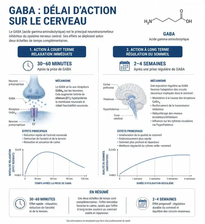 Infographie expliquant le délai d'effet du GABA sur le stress et le sommeil