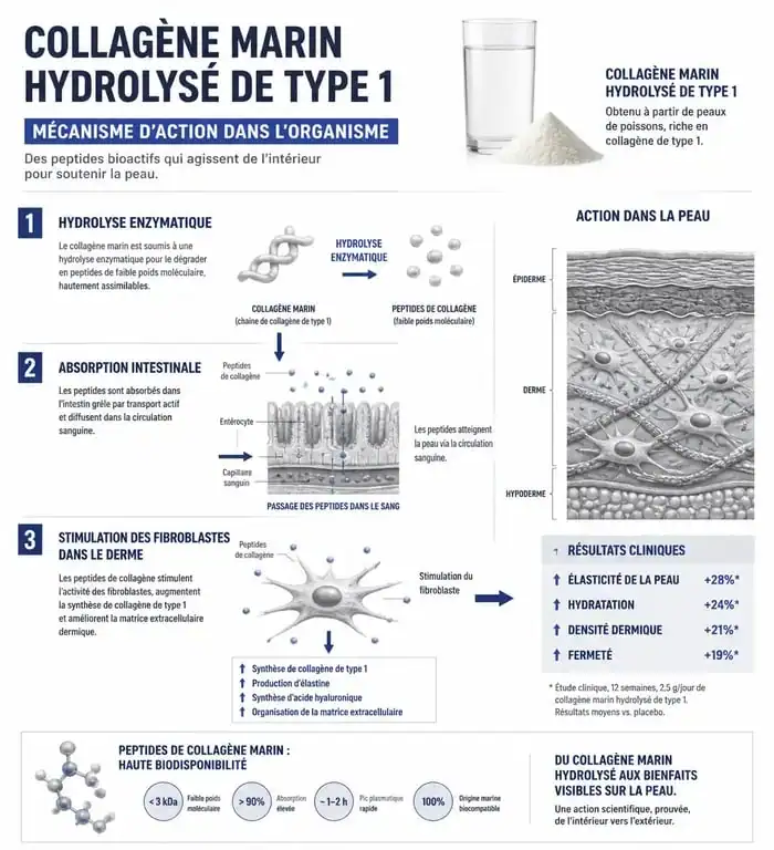Infographie des bienfaits et du mécanisme d'action du collagène marin hydrolysé de type 1 sur la peau et les articulations.