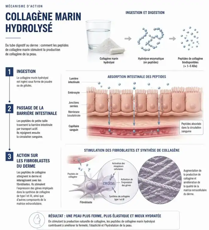 Infographie expliquant le mécanisme d'action et les bienfaits du collagène marin en gélules sur la peau et les articulations
